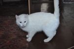 Потерялась кошка (3 фотографии)