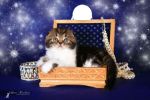 Предлагается великолепный котенок скоттиш-фолда. (5 фотографий)